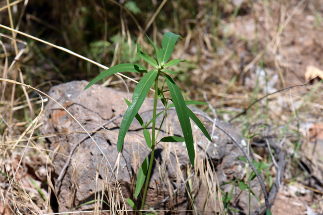 Mexican Fireplant is a plant native to tropical and sub-tropical America. Plants are light green with erect stems. Branches ascend upward from near base and plants mostly hairless. Euphorbia heterophylla